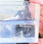 マミズクラゲを捕獲して観察することができる