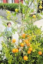 キンカンに接ぎ木されて実を付けたレモン（上）とミカン
