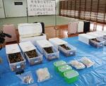 　押収されたムラサキオカヤドカリなど＝７日午前、鹿児島県警奄美署