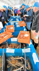 今季の初競りの様子。天候が安定し、ズワイガニの漁獲量は好調に推移したという＝１１月７日、香美町香住区の柴山港