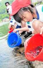 大きく育つように願いを込めて稚アユを放流する児童＝１２日、香美町村岡区川会の矢田川