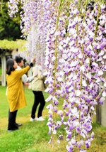 フジ棚から垂れ下がる花房が見物客を楽しませている＝１日、湯梨浜町藤津の東郷湖羽合臨海公園あやめ池公園