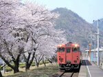 春には圧巻の桜並木と列車のコラボレーションも（岩美町提供）