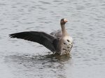米子水鳥公園提供