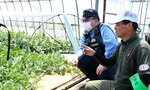 大栄スイカのハウス内に異常がないか確認する山脇会長（右）と倉吉署員＝１７日、北栄町妻波