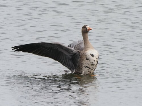 米子水鳥公園提供