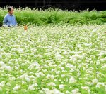畑一面に広がるソバの花＝２５日、新温泉町春来