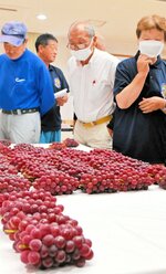 持ち込まれたデラウェアの出来栄えを確認する生産者ら＝１日、北栄町江北のＪＡ鳥取中央北条支所