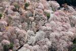 　桜が見頃を迎え、山肌が華やかなピンク色に染まった吉野山＝８日午後、奈良県吉野町（共同通信社ヘリから）