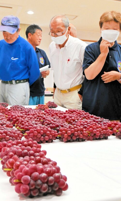 持ち込まれたデラウェアの出来栄えを確認する生産者ら＝１日、北栄町江北のＪＡ鳥取中央北条支所