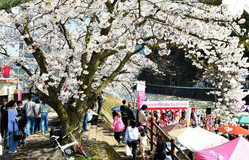 ソメイヨシノが見頃を迎えた中での開催となった桜カフェフェスティバル