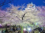 天守閣を背景にライトアップされたソメイヨシノ（過去の様子）