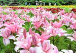 約１万球のユリが咲き誇る秘密の花園＝２１日、南部町のとっとり花回廊