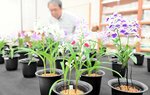 同好会メンバーが手塩にかけて育てた愛らしいウチョウラン＝２９日、新温泉町丹土の県立但馬牧場公園