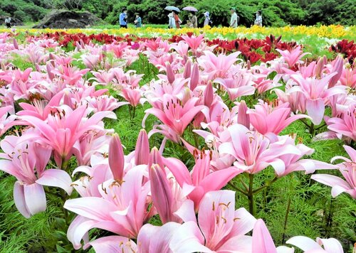 約１万球のユリが咲き誇る秘密の花園＝２１日、南部町のとっとり花回廊