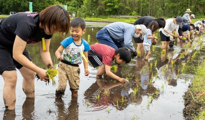 一列になって　はだしで田んぼに入り、手植えを体験する親子ら