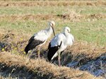 鳥取市青谷町大坪の水田に飛来した２羽のコウノトリ＝１３日午前９時