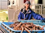 【陸揚げ】船からかごいっぱいのズワイガニを搬出する関係者（鳥取県漁協賀露支所）