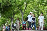 新緑のケヤキ並木を歩く参加者ら＝１日、米子市東福原８丁目