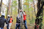 森林組合の職員の指導でナラ枯れを防ぐ作業に汗を流す参加者