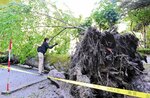  根元部分からひっくり返り、道路に横倒しとなったモミの木＝３日、鳥取市上町の鳥取東照宮の鳥居付近 