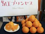 　新種のかんきつ類「紅プリンセス」