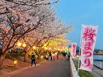 由良川桜まつり（昨年の様子）