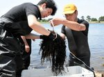 中浜港にウミトラノオを移植する関係者＝２８日、境港市夕日ケ丘１丁目