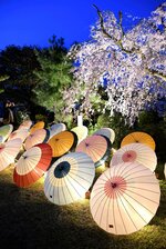 照明を受け、幻想的な光で夜桜を演出する和風傘の群れ＝９日夜、倉吉市仲ノ町の飛龍閣