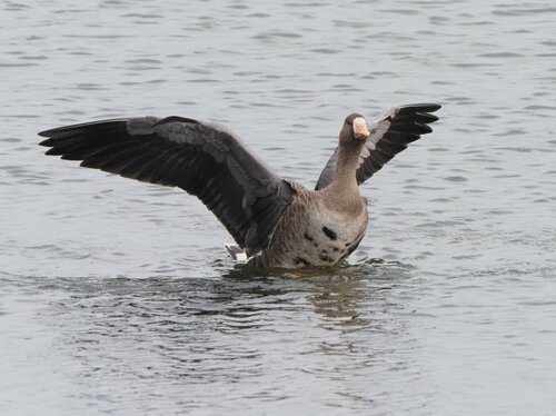 米子水鳥公園提供