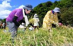 鎌で稲を刈り取る生産者の仲間たち＝１３日、鳥取市河原町中井