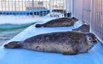 　野生復帰を促す施設で一般公開されているゴマフアザラシ＝１月、北海道紋別市