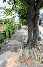 コンクリートブロックが根上がりし、生育環境が悪い袋川沿いのサクラ＝２１日、鳥取市元町