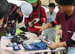 ひなの健康状態を確認して足輪を取り付ける参加者ら＝２８日、大山町内