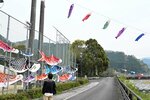 公園のフェンスや川の上空に掲げられているこいのぼり