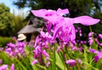 色鮮やかに咲き誇るシラン＝１８日、豊中市の日本民家集落博物館