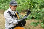 　南高梅を収穫する那須都男さん＝３０日午前、和歌山県田辺市