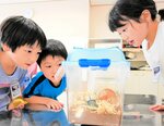コーカサスオオカブトを観察する児童ら