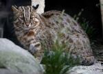 　福岡市動物園で飼育されているツシマヤマネコの「アカツキ」＝２０２３年１０月