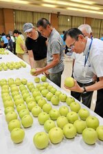 梨の形や色を確かめる関係者ら＝２５日、北栄町田井の北条農村環境改善センター