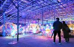  音楽に合わせて光るイルミネーション＝１日夜、松江市八束町波入の由志園 
