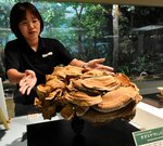 傘が直径約５０センチの希少な巨大キノコ「オオミヤマトンビマイ」の標本＝２８日、鳥取市東町２丁目の県立博物館