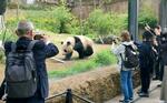　ジャイアントパンダのシャオシャオを撮影する見物客ら＝１６日午前、東京都台東区の上野動物園