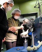 人工股関節の手術支援ロボット「ＭＡＫＯ」のデモンストレーション＝２０日、鳥取市的場１丁目の市立病院