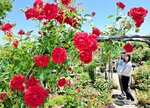 鮮やかな赤が目を引く「シンパシー」