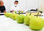 生産農家が持ち寄った梨の大きさや糖度を測定する担当者＝２０日、香美町香住区のＪＡたじま香住支店
