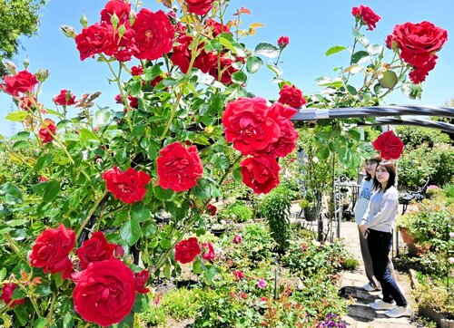 鮮やかな赤が目を引く「シンパシー」