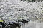 水面華やぐ　集落を流れる田井川の両岸を彩る桜並木。花の散った後には花いかだも出現＝新温泉町清富