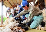 羊の毛刈りをする生徒ら＝８日、倉吉市国府の倉吉農高嵐が丘牧場