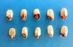 イネカメムシの被害で基部に黒い斑点ができたコメ（鳥取県病害虫防除所提供）